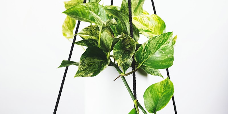 欧冠联赛奖杯在聚光灯下闪耀的壮观景象